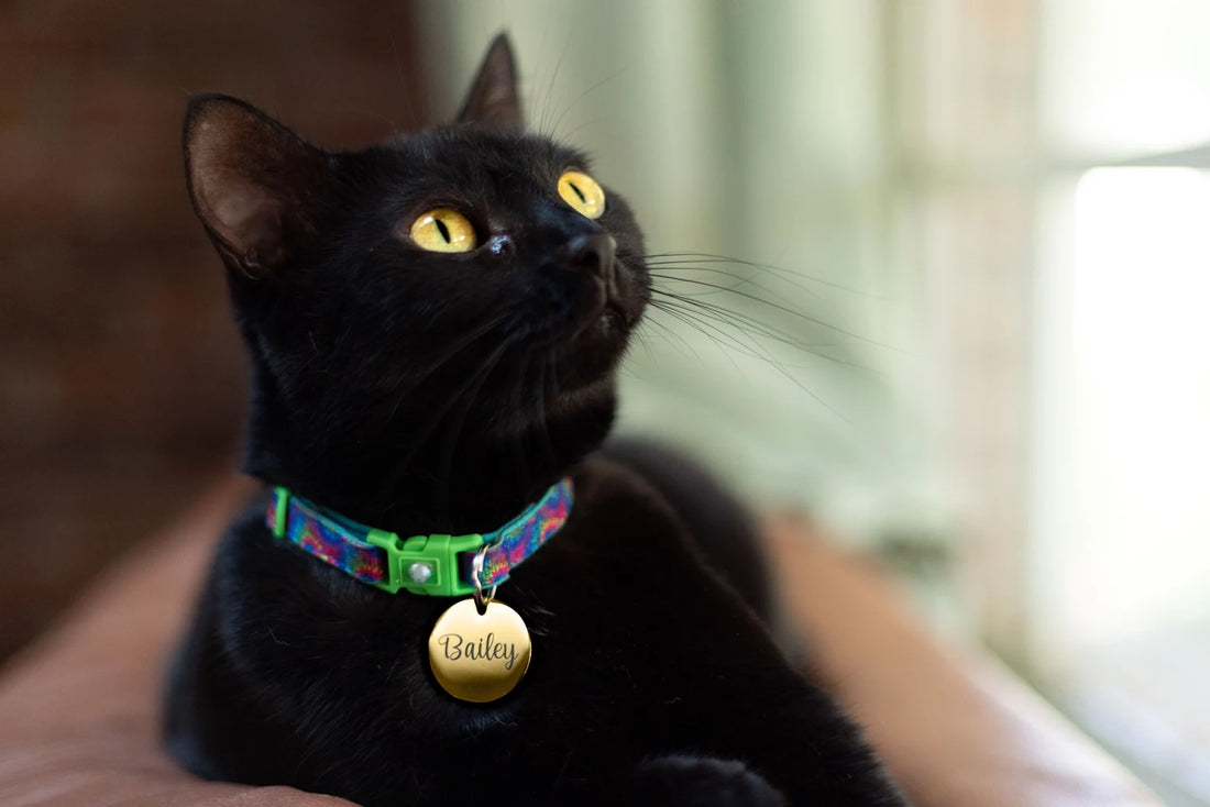 Médaille d’identification pour chat ou chien avec QR code – Sécurité et style